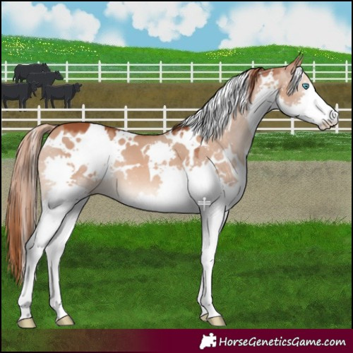 Horse Color:White Spotted Red Dun Splash 