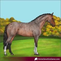 Horse Color:Bay Roan Tobiano 