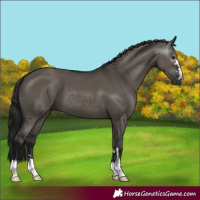 Horse Color:Gray Grullo 