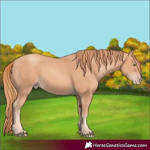 Horse Color:Gold Champagne