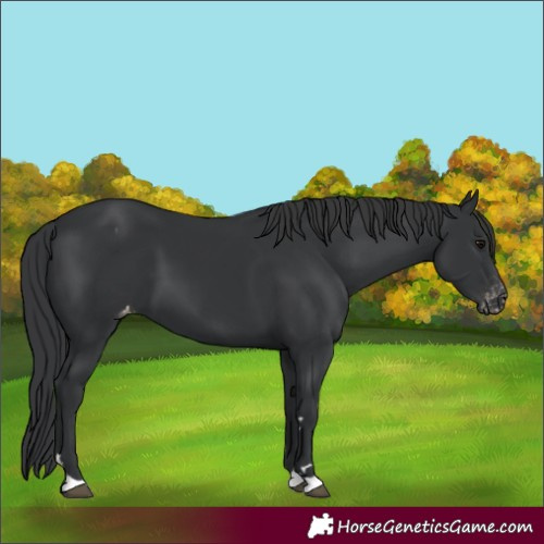 Horse Color:Black Appaloosa 