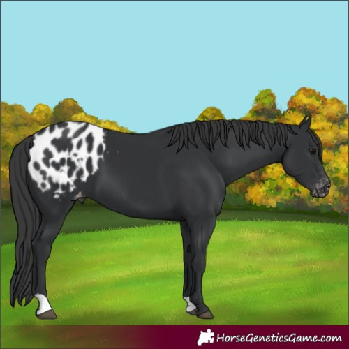 Horse Color:Black Appaloosa 