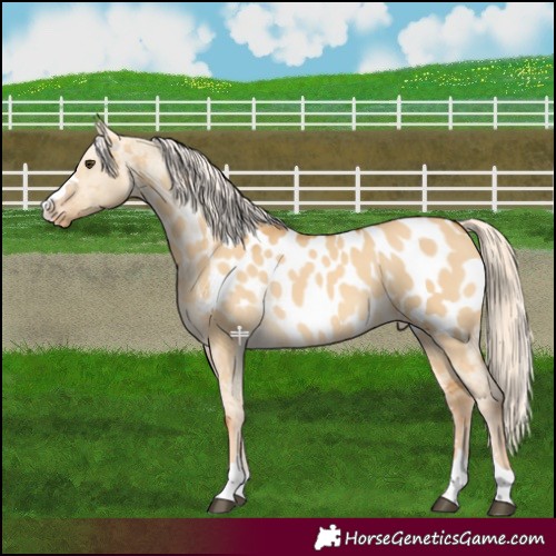Horse Color:Palomino Dun Near Leopard 