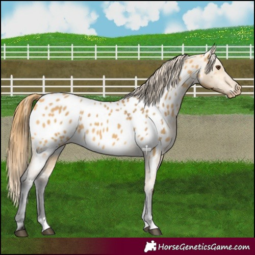 Horse Color:Buckskin Dun Appaloosa 