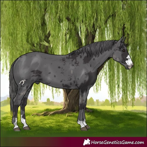 Horse Color:Smoky Black Merle