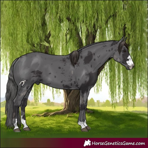 Horse Color:Smoky Black Merle 