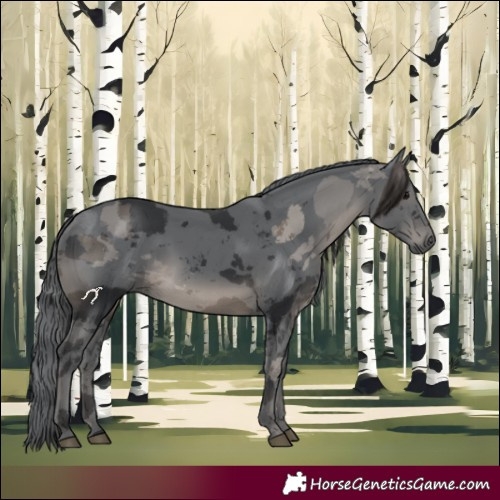 Horse Color:Black Merle 