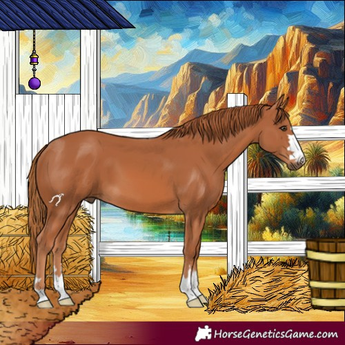 Horse Color:Chestnut 