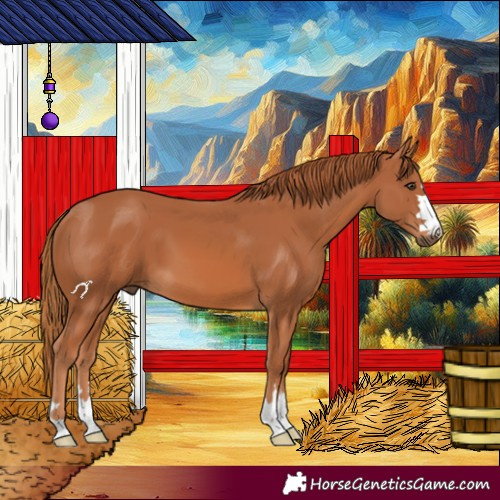 Horse Color:Chestnut 