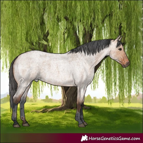Horse Color:Bay Roan Dun Merle