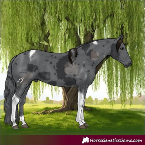 Horse Color:Black Merle Tobiano 