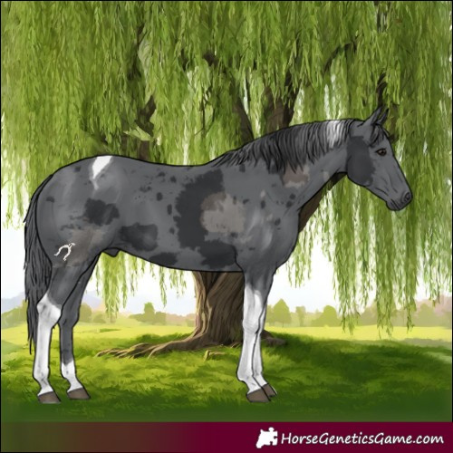 Horse Color:Black Merle Tobiano 