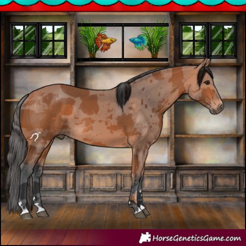 Horse Color:Bay Merle 