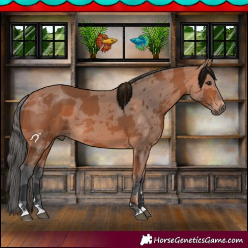Horse Color:Bay Merle 