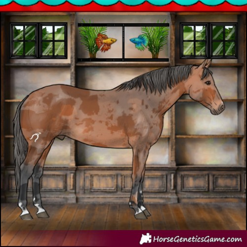 Horse Color:Bay Merle 