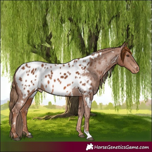 Horse Color:White Spotted Chestnut Appaloosa 