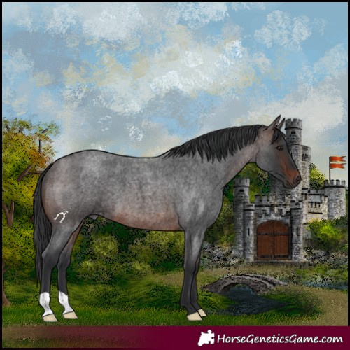 Horse Color:Brown Roan