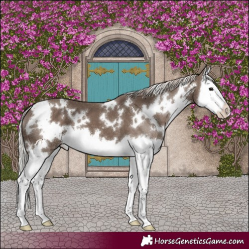 Horse Color:White Spotted Silver Black Splash 