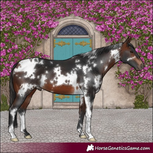 Horse Color:White Spotted Bay 