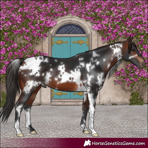 Horse Color:White Spotted Bay 