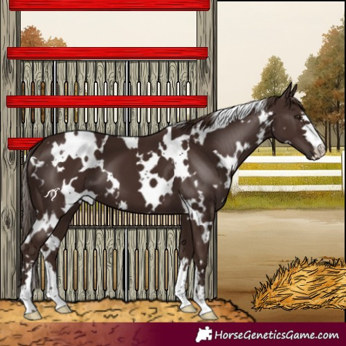 Horse Color:White Spotted Liver Chestnut