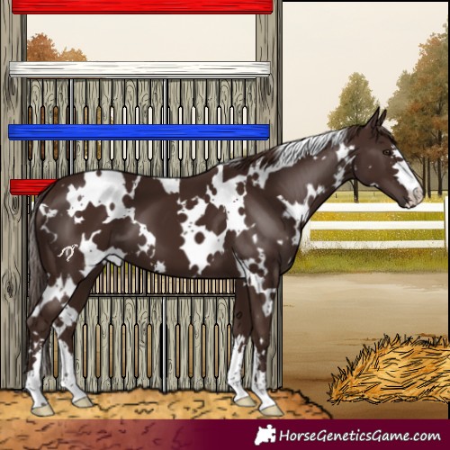 Horse Color:White Spotted Liver Chestnut 