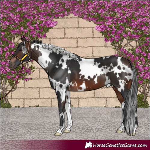 Horse Color:White Spotted Brown 
