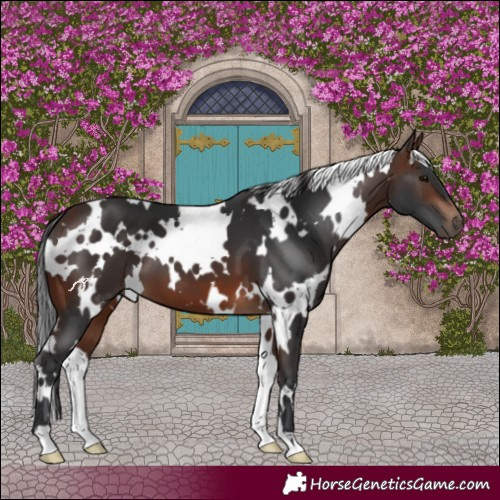 Horse Color:White Spotted Brown 