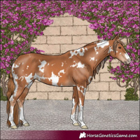 Horse Color:White Spotted Chestnut