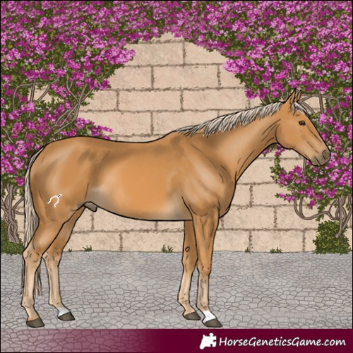 Horse Color:Palomino 