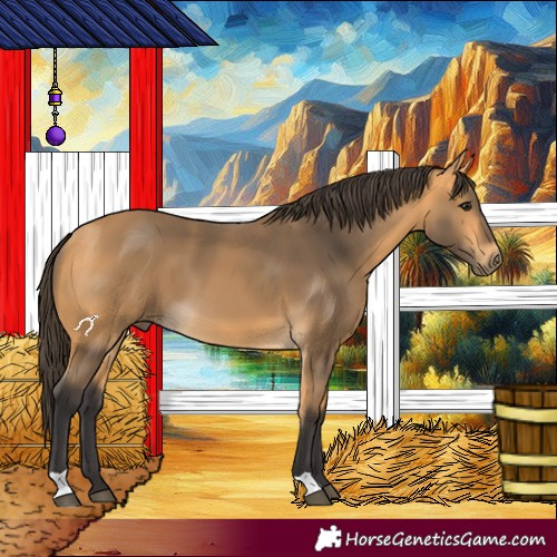 Horse Color:Buckskin 