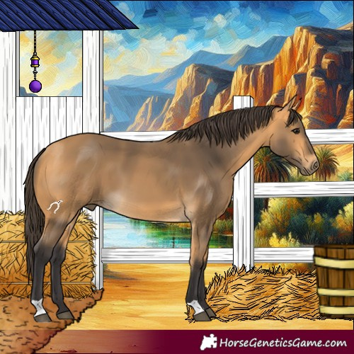 Horse Color:Buckskin 