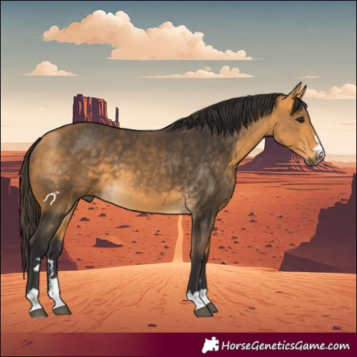 Horse Color:Buckskin 