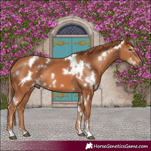 Horse Color:White Spotted Chestnut 