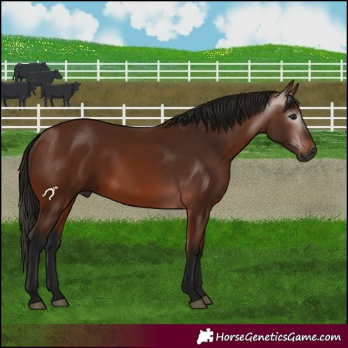 Horse Color:Gray Bay 