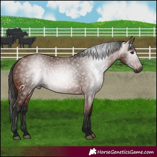 Horse Color:Gray Bay 