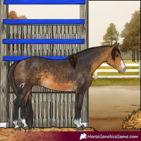 Horse Color:Buckskin