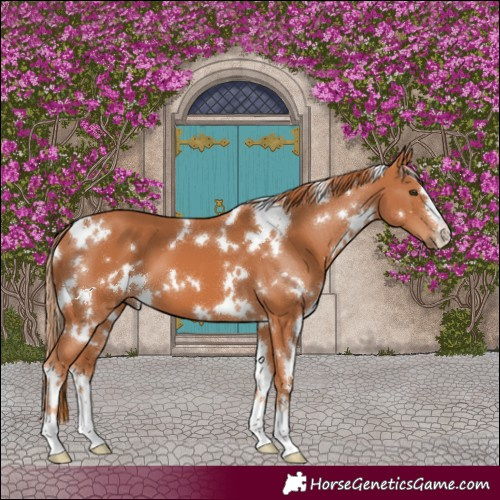 Horse Color:White Spotted Chestnut 