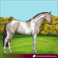 Horse Color:Liver Red Dun Tobiano Rabicano 