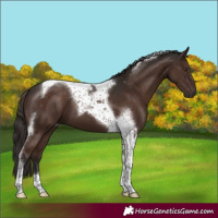 Horse Color:Liver Chestnut Tobiano 