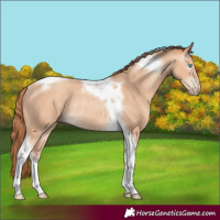 Horse Color:Gray Perlino Tobiano Rabicano