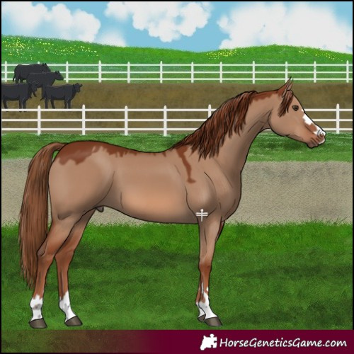 Horse Color:Red Dun 
