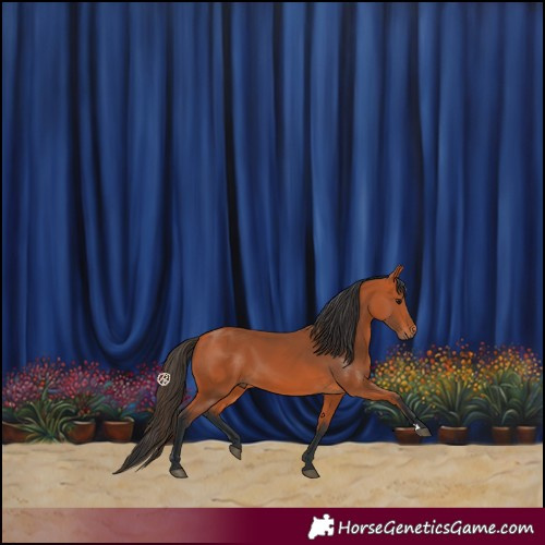 Horse Color:Bay 