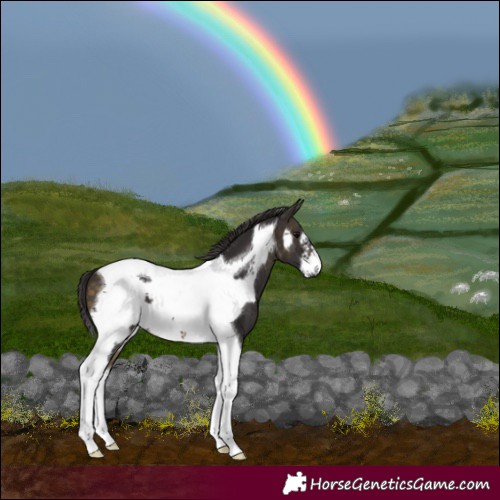 Horse Color:Buckskin Tobiano Frame 