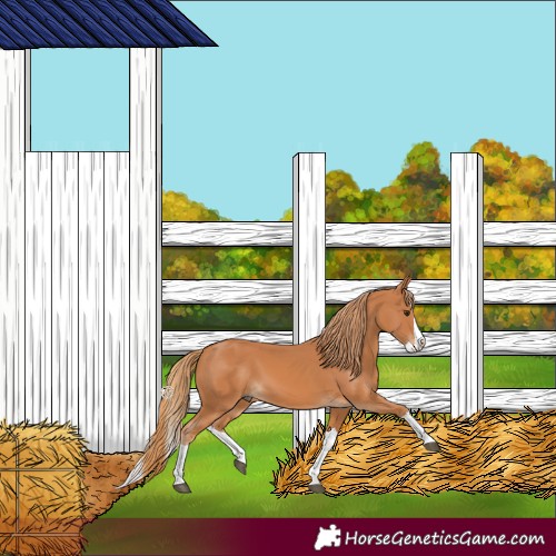 Horse Color:Chestnut Splash 