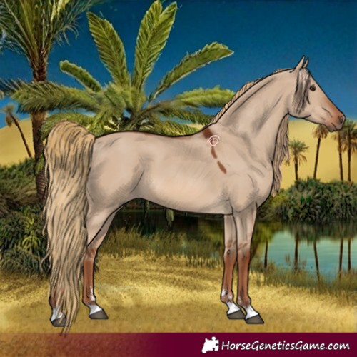 Horse Color:Red Dun 