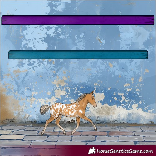 Horse Color:Palomino Near Leopard 