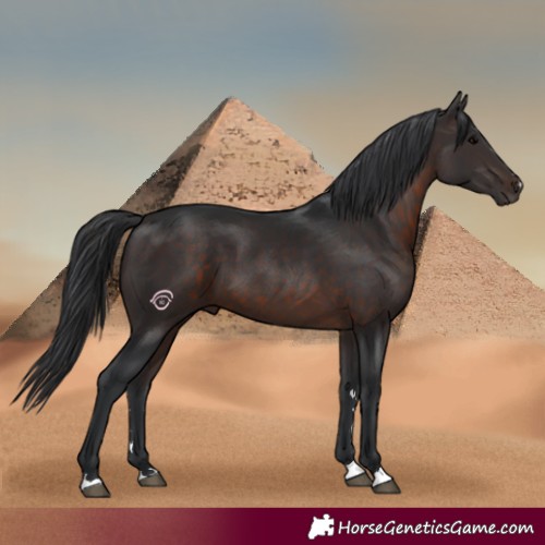 Horse Color:Brown 