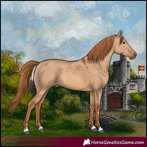 Horse Color:Red Dun 