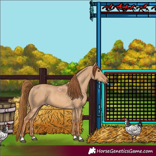 Horse Color:Red Dun 
